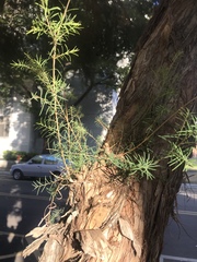 Melaleuca alternifolia