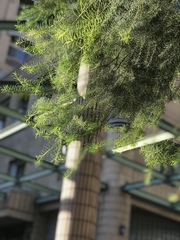 Melaleuca alternifolia