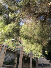 Melaleuca alternifolia