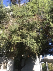 Melaleuca alternifolia