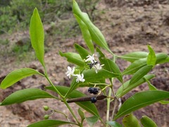 Coptosperma supra-axillare