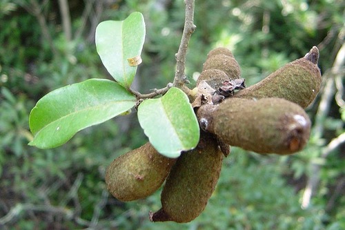 Uvaria lucida subsp. virens image