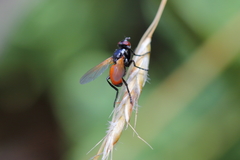 Huttonobesseria verecunda