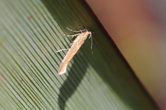 Pyroderces apparitella