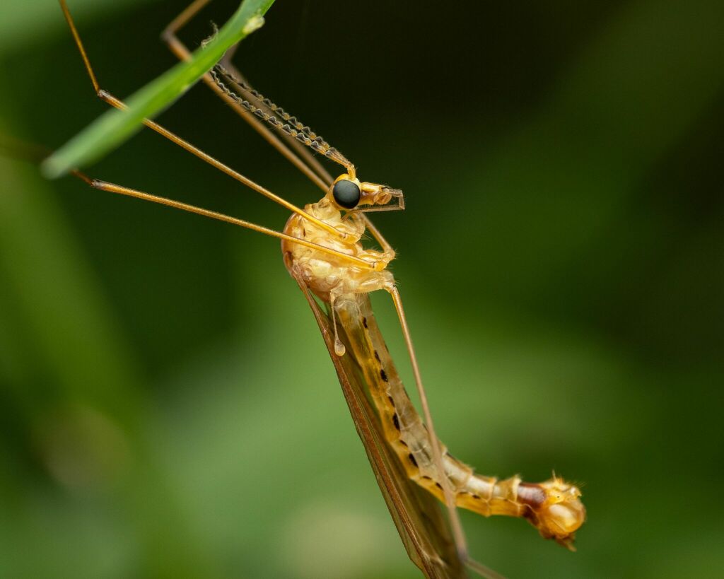 Nephrotoma eucera