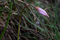 Tulipa patens