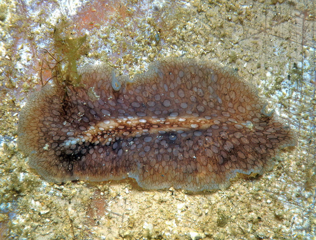 Diposthidae