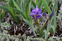 Iris glaucescens
