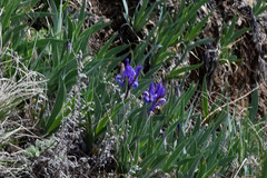 Iris glaucescens