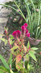 Celosia argentea image