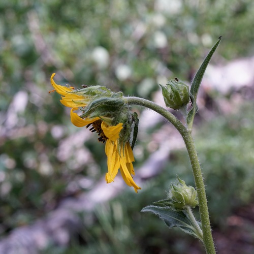 Image of Helianthella parryi by (c) Andrew Tree, some rights reserved (CC BY)