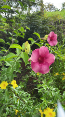 Allamanda blanchetii image