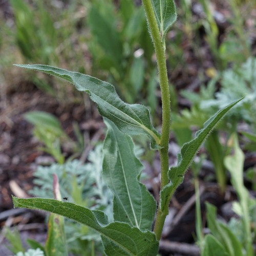 Image of Helianthella parryi by (c) Andrew Tree, some rights reserved (CC BY)