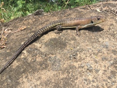 Broadleysaurus major