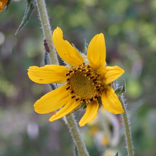 Parry's Dwarf Sunflower (Helianthella parryi)