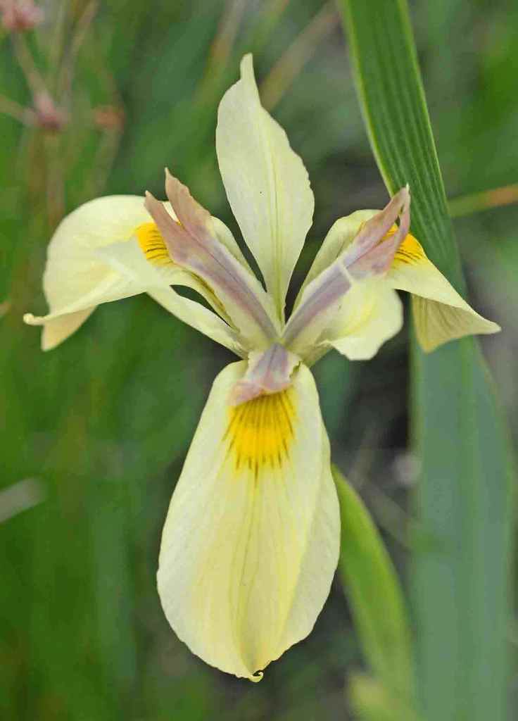 Moraea unibracteata