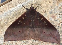 Ischyja manlia