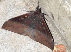 Ischyja manlia