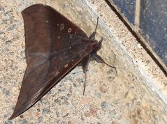Ischyja manlia