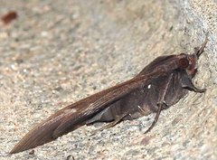 Ischyja manlia