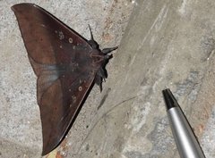 Ischyja manlia