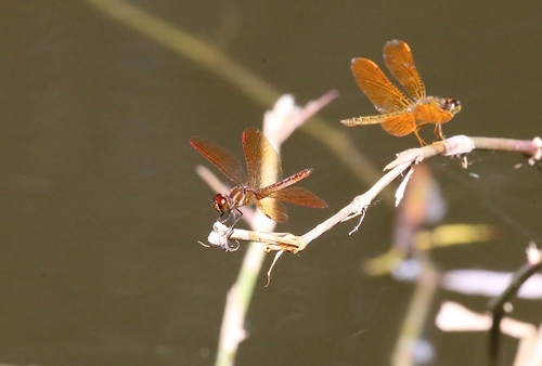 Slough Amberwing