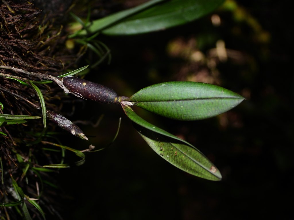 Scaphyglottis dunstervillei