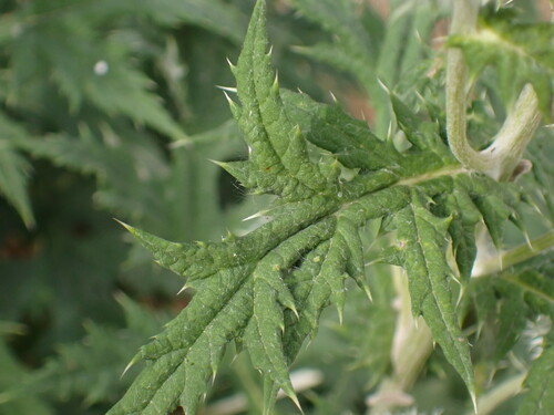 Image of Echinops exaltatus by (c) petitcrabe, some rights reserved (CC BY)