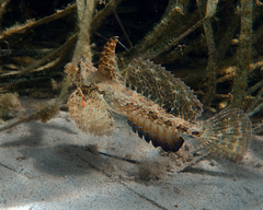 Dactylopus dactylopus