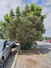 Carmichaelia muritai