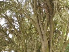 Carmichaelia muritai