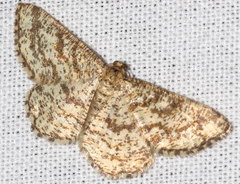 Heliomata glarearia