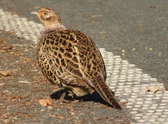Phasianus versicolor
