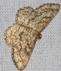 Heliomata glarearia