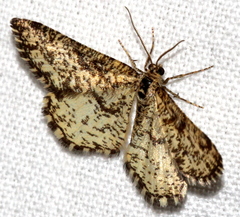 Heliomata glarearia