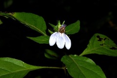 Justicia petiolaris