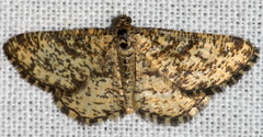 Heliomata glarearia