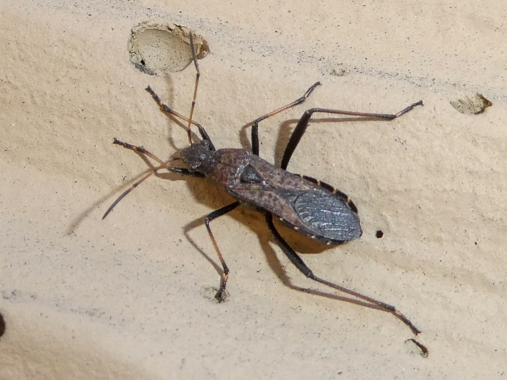 ant bug from WB David Ave @ Shaughnessy St, Coquitlam, BC V3E 3E9 ...