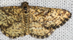 Heliomata glarearia