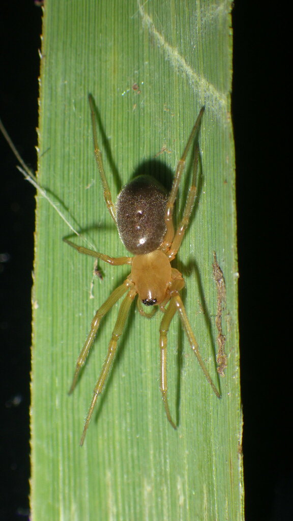 Donacochara