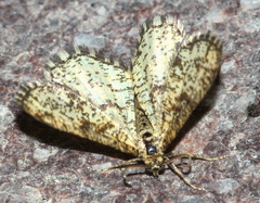 Heliomata glarearia