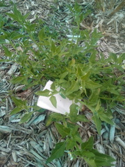 Solanum nitidibaccatum