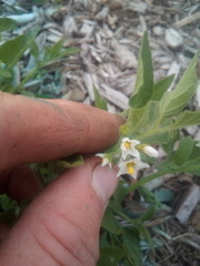 Solanum nitidibaccatum