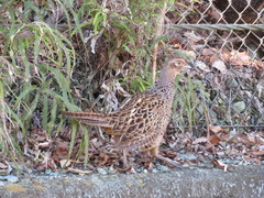 Phasianus versicolor