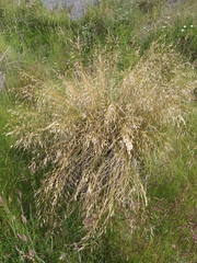 Chionochloa macra