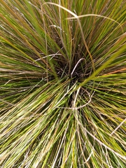 Chionochloa macra