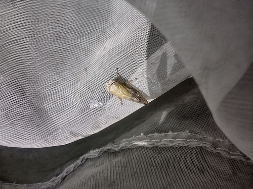 peniarka vŕbová (Aphrophora salicina)