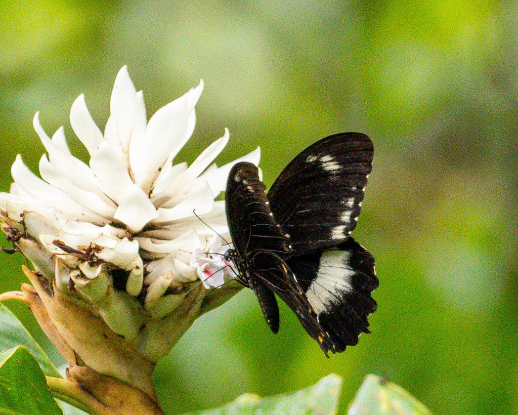 Woodford's Swallowtail