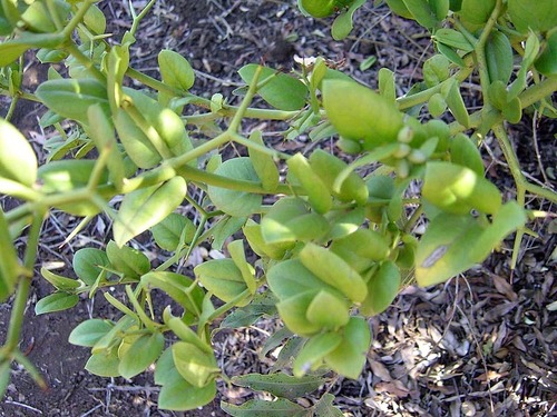 Carissa bispinosa var. bispinosa image