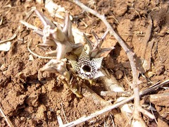 Ceropegia paradoxa image